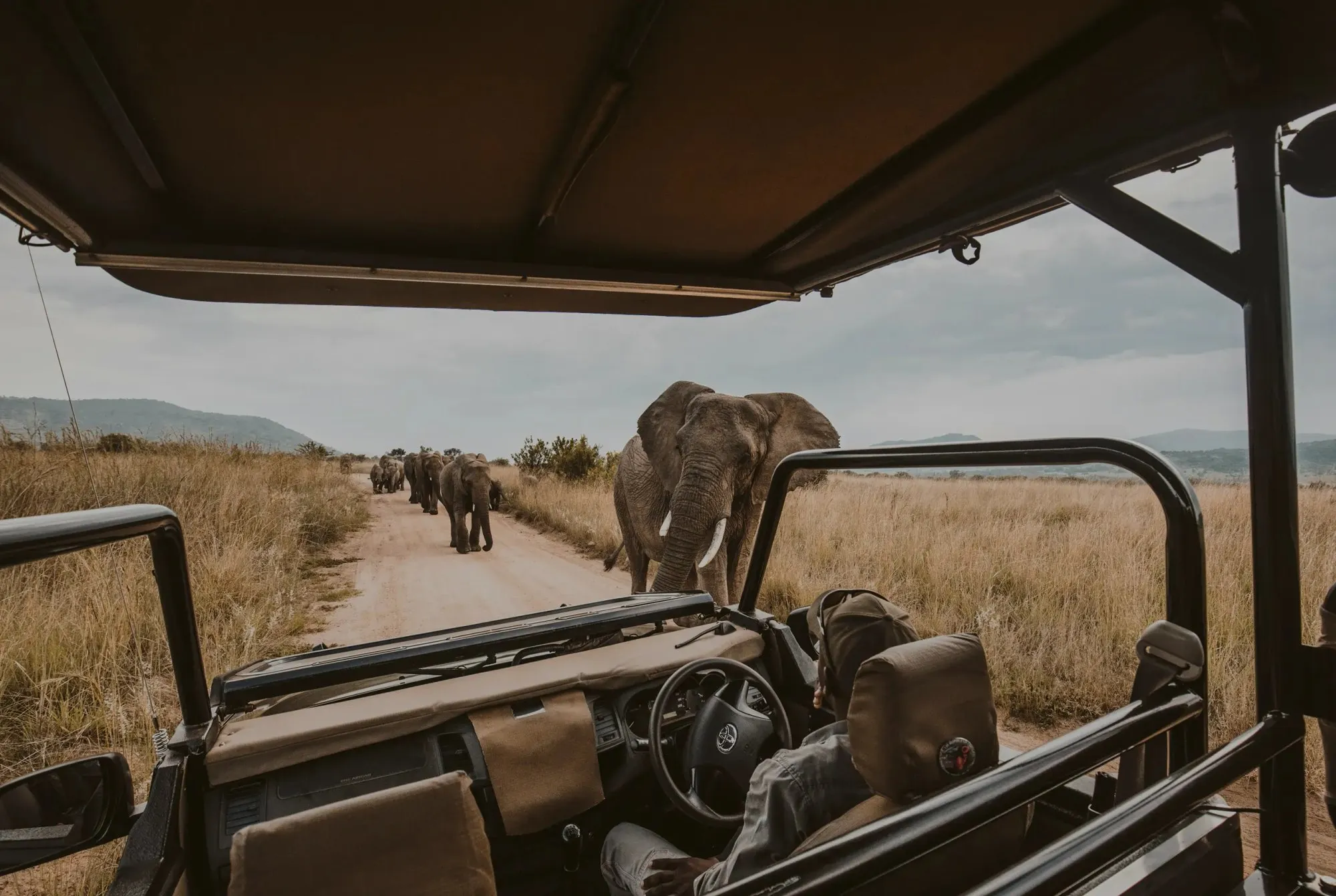 Elephants crossing a river at golden hour
